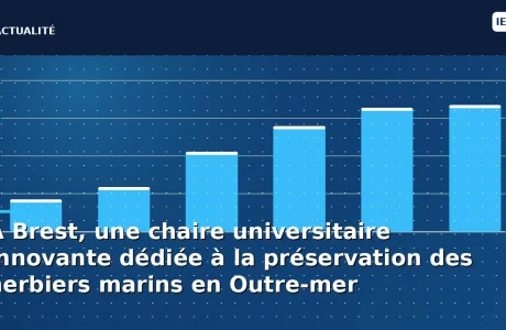 À Brest, une chaire universitaire innovante dédiée à la préservation des herbiers marins en Outre-mer